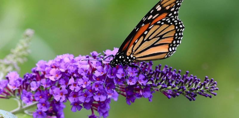 Easy Pollinator Garden