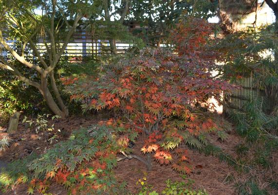 Acer palmatum 'Oregon Sunset' Red Lace