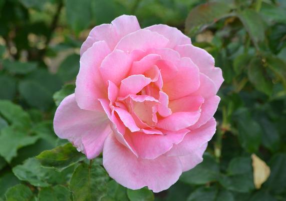 Rosa 'Tiffany'