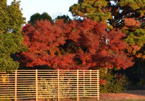 Acer palmatum 'Shishigashira'-1