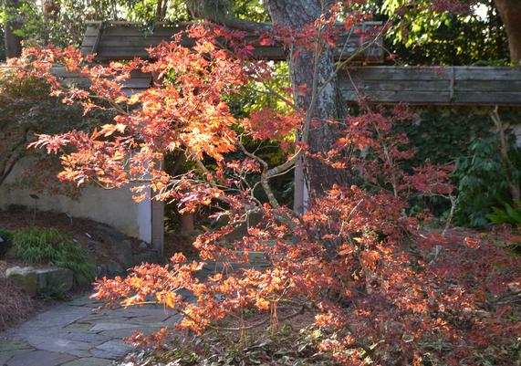 Acer japonicum 'Aconitifolium'