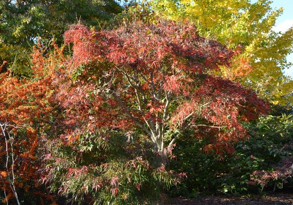 Acer palmatum 'Koto ito komachi'