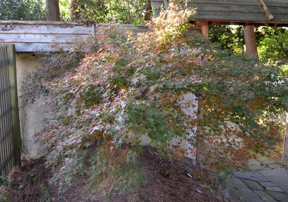 Acer palmatum 'Corallinum'