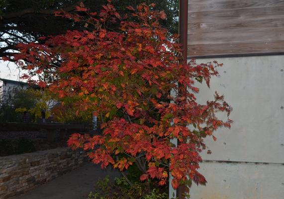 Fern-Leaf Maple on the side of my house.