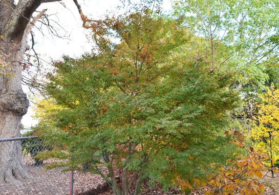 Acer palmatum 'Ao kanzashi'