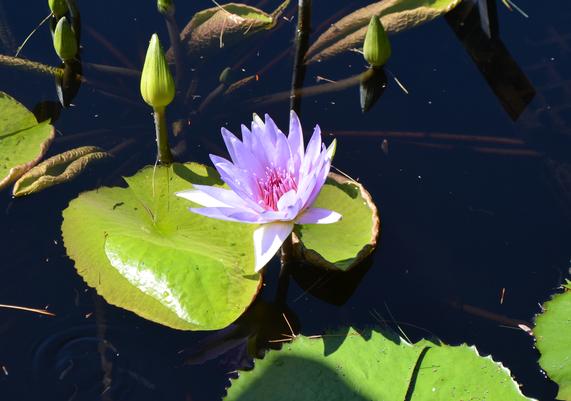 Nymphaea 'Lone Star'