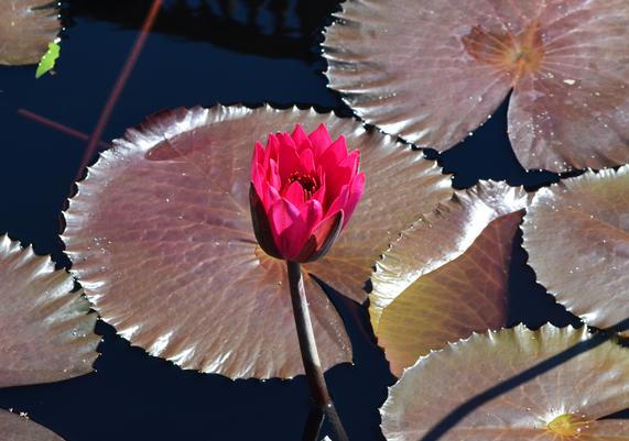 Nymphaea 'Red Flare'