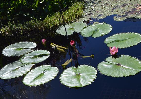 Nymphaea 'Afterglow'