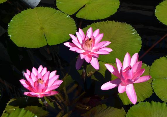 Nymphaea 'Rose de Noche'