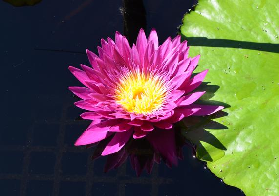 Nymphaea 'Surfrider'!