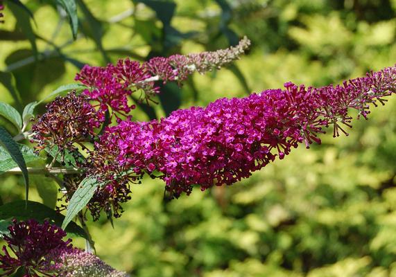 Butterfly Bush Bloom