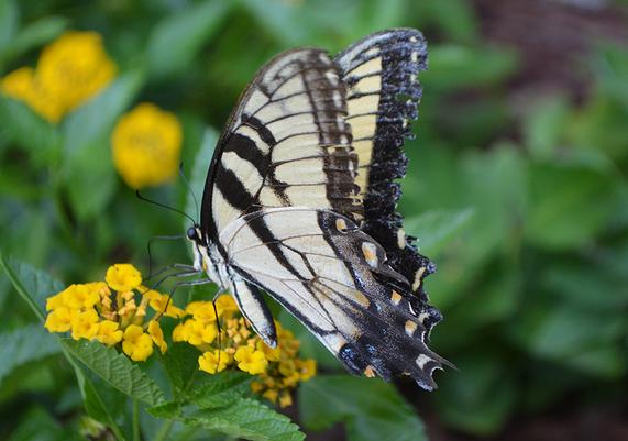 Swallowtail on Lantan