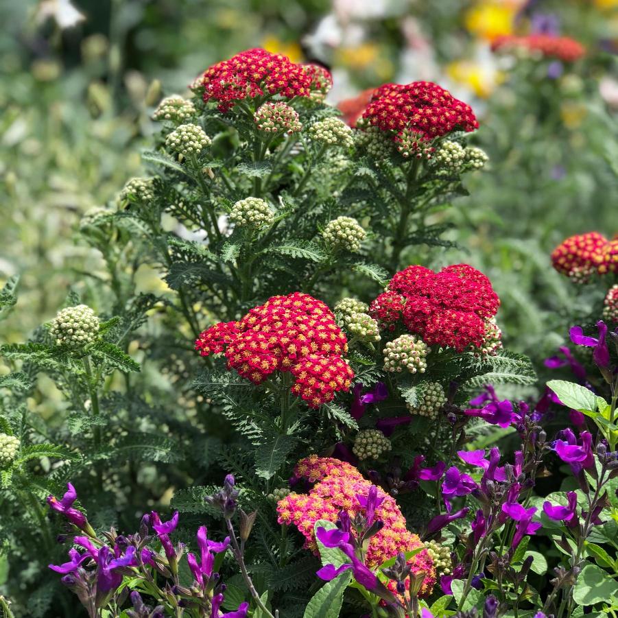 Achillea millefolium Sassy Summer 'Sangria' - Yarrow from Grower Website