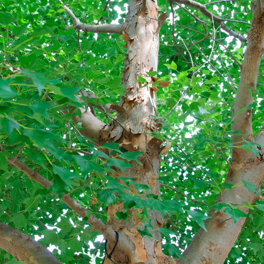 Acer buergerianum - Trident Maple from Grower Website