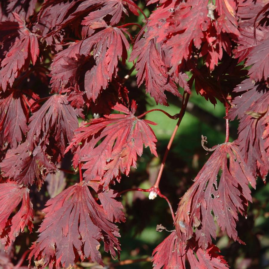 Acer japonicum - Fullmoon Maple from Grower Website