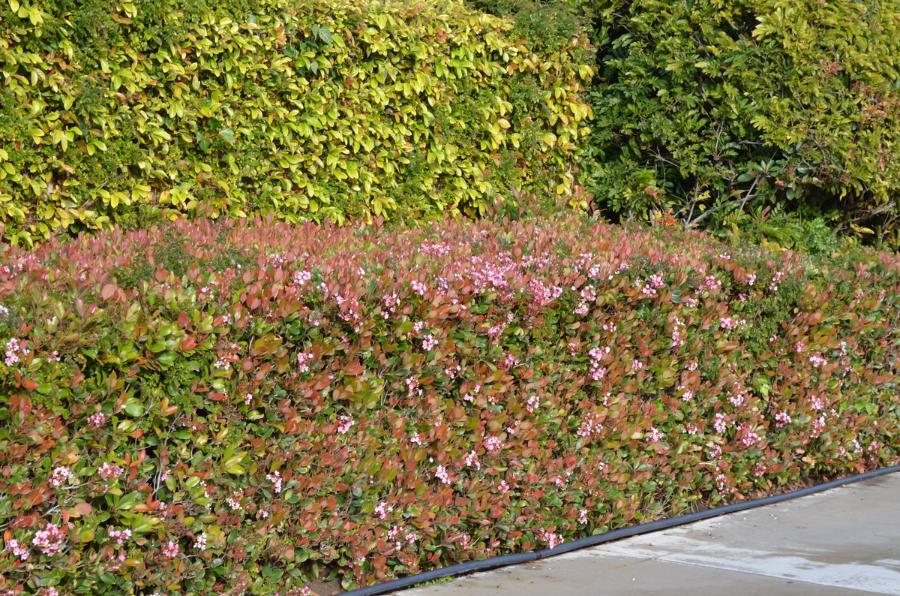 Abelia 'Edward Goucher' - Abelia from Grower Website