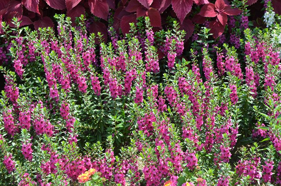 Ajuga reptans 'Burgundy Glow' - Bugleweed from Grower Website