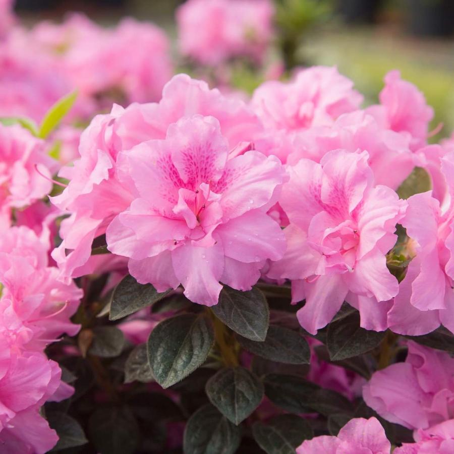 Rhododendron 'Autumn Carnation?' - Azalea from Grower Website