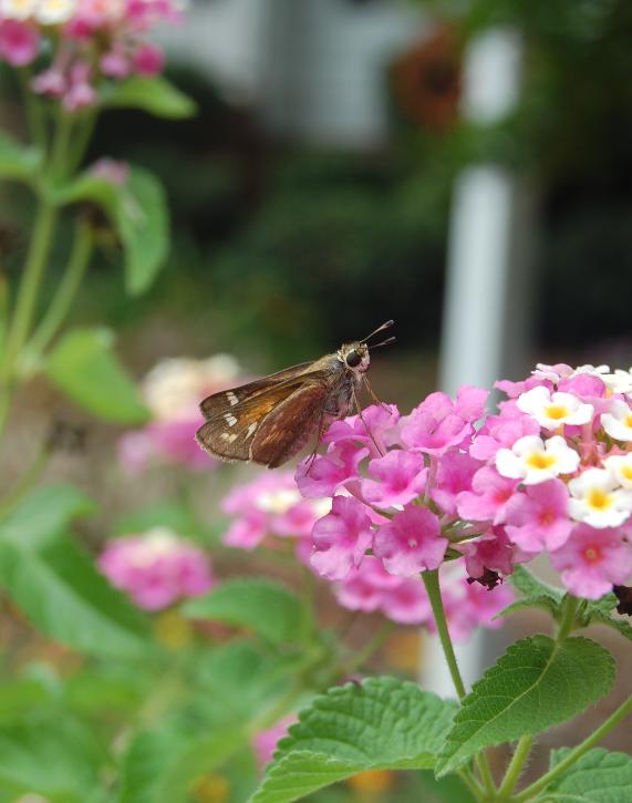 Lantana bloom with butterfly