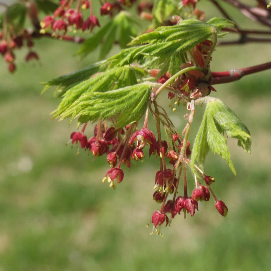 Acer japonicum 'Aconitifolium' - Fullmoon Maple from Grower Website