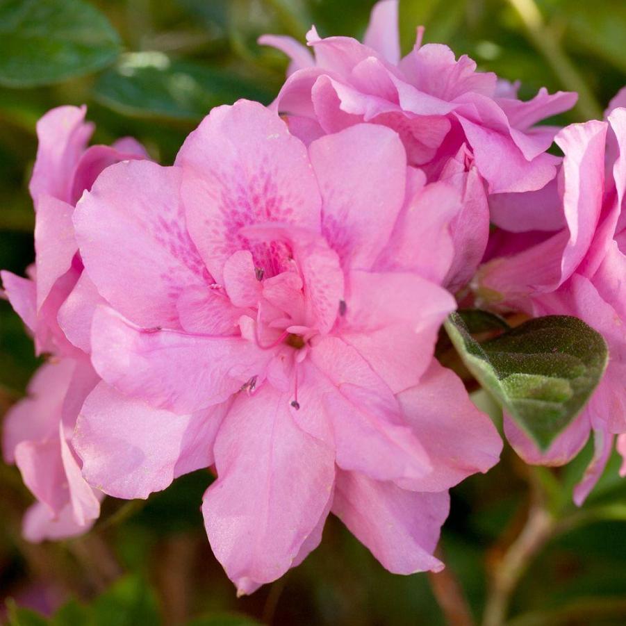 Rhododendron 'Autumn Carnation?' - Azalea from Grower Website