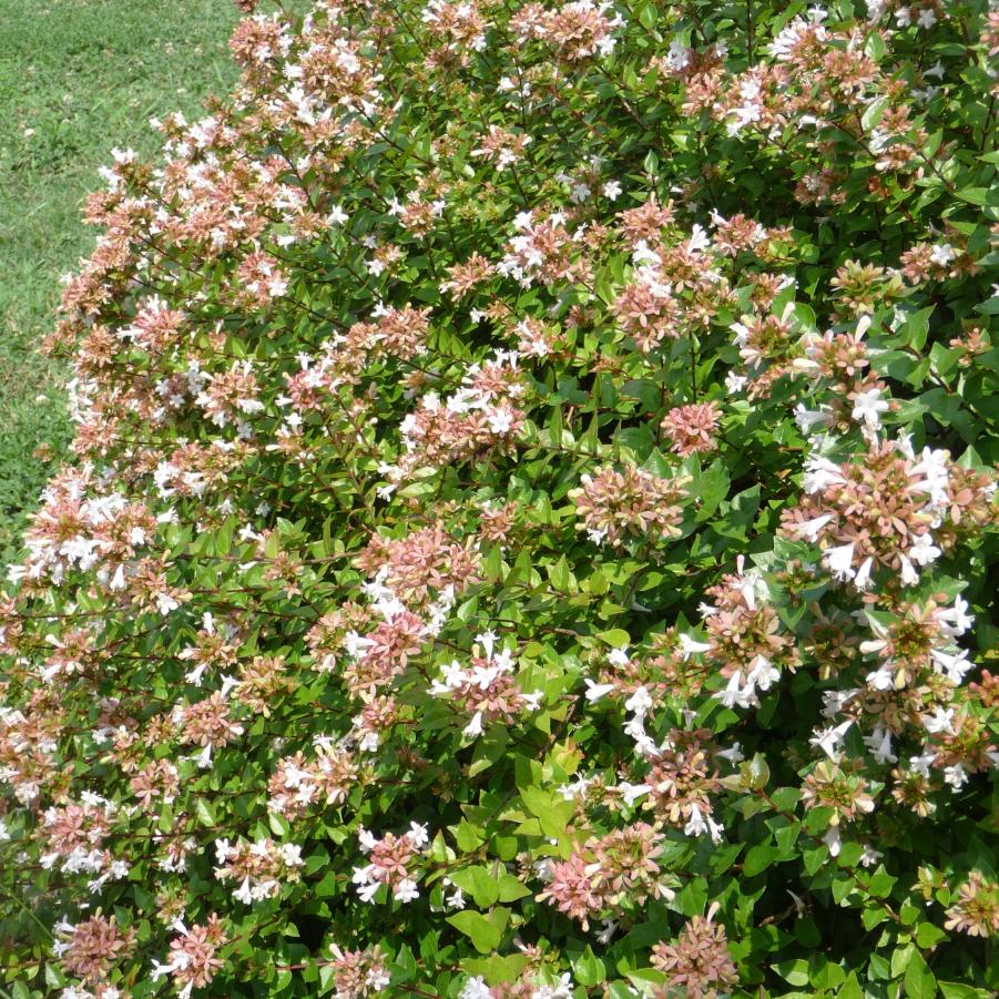 Abelia x chinensis 'Rose Creek' - Glossy Abelia from Grower Website