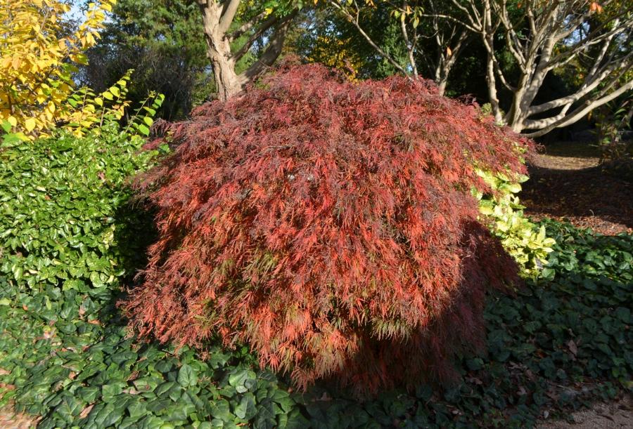 Acer palmatum var. dissectum 'Crimson Queen' - Japanese Maple from Grower Website